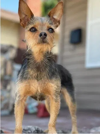 Lost dog in Oakland, CA, 94621