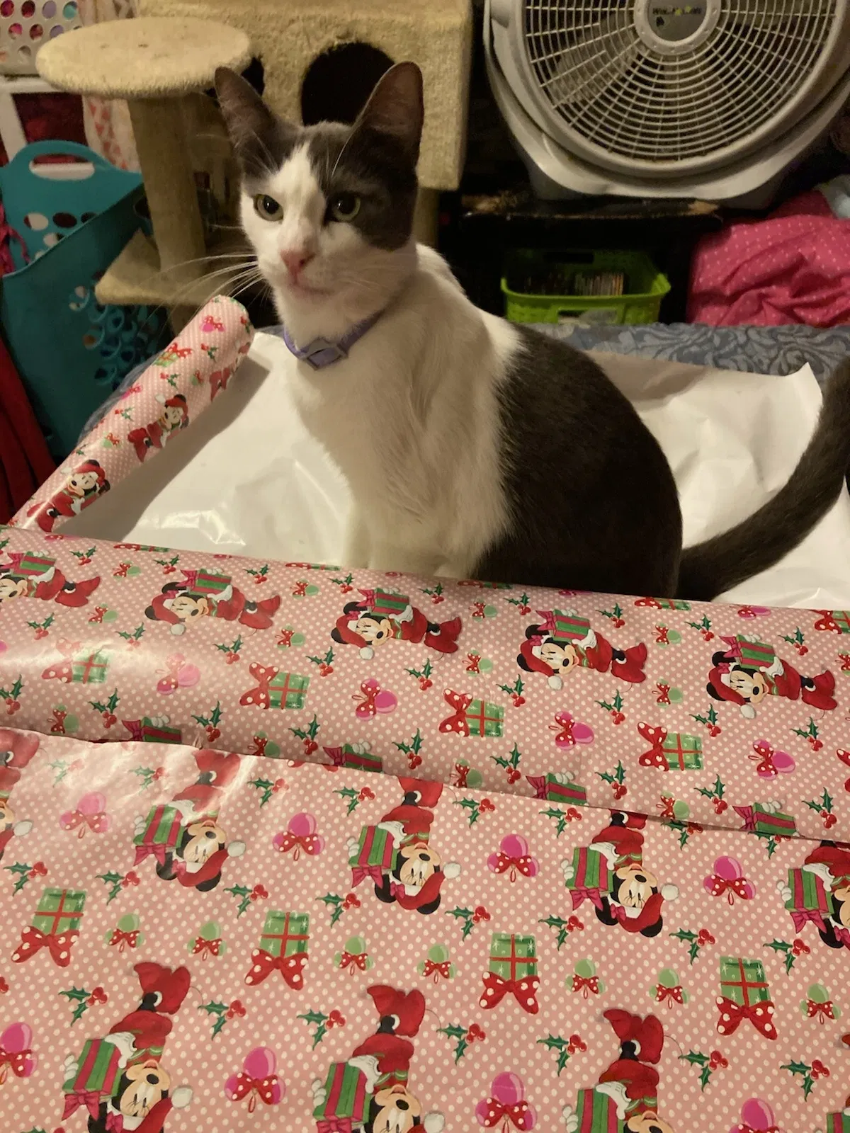 Lost cat in Marrero, LA, 70072