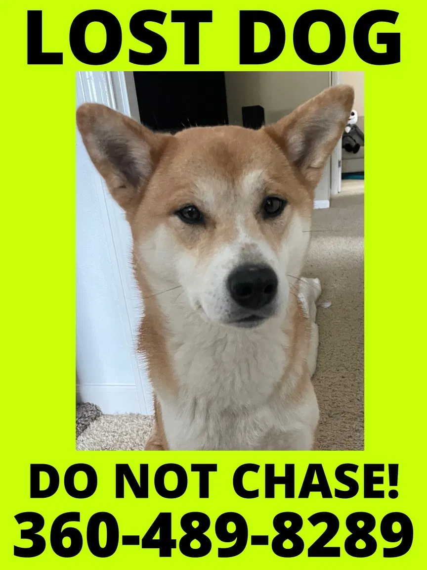 Lost dog in Mapleton, OR, 97453