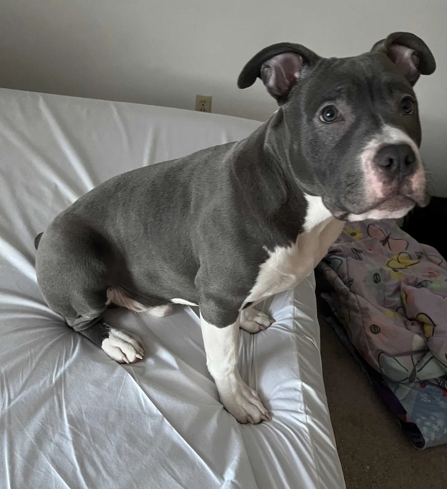 Lost dog in Rockford, IL, 61114