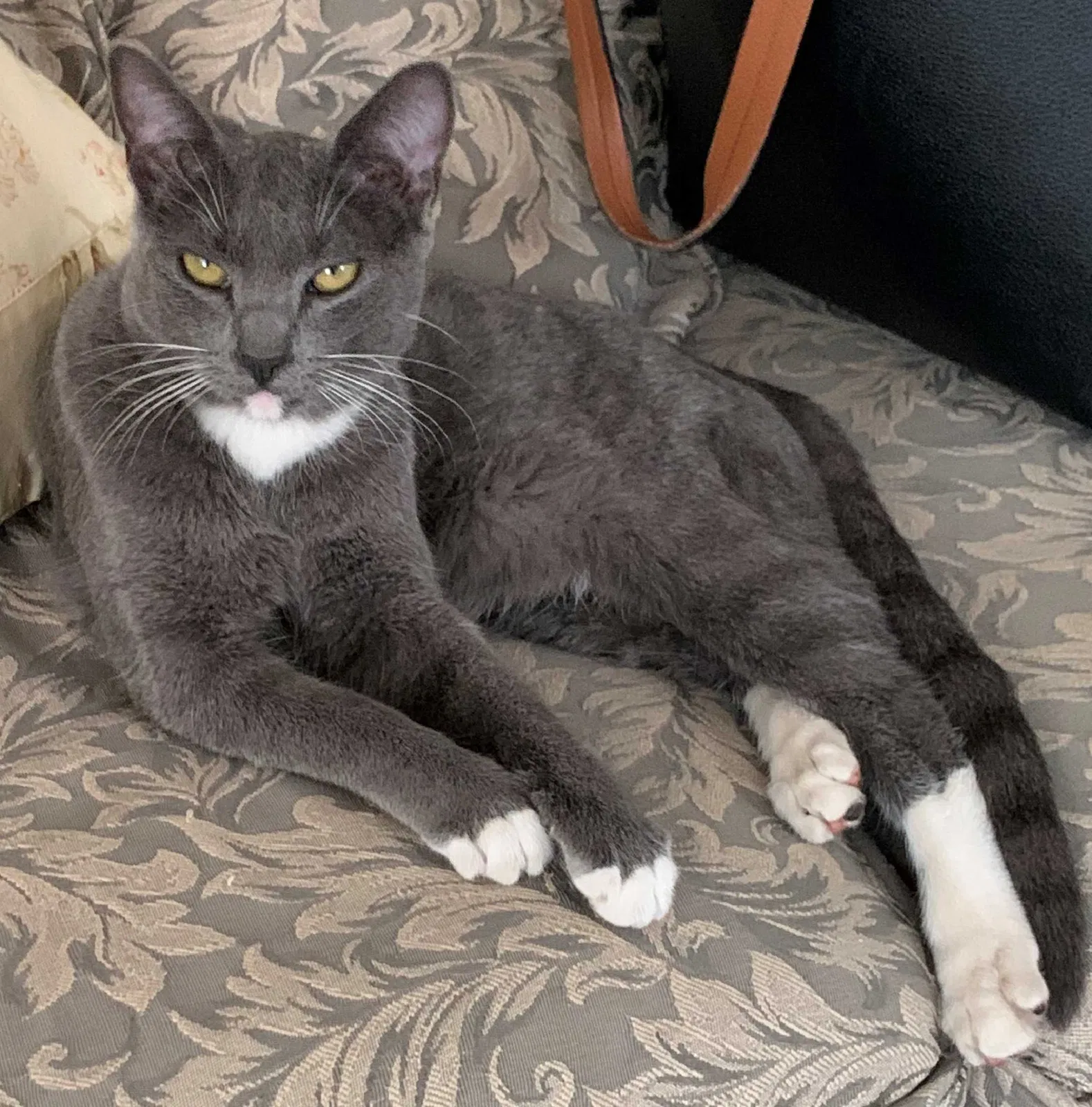 Lost cat in Sacramento, CA, 95817