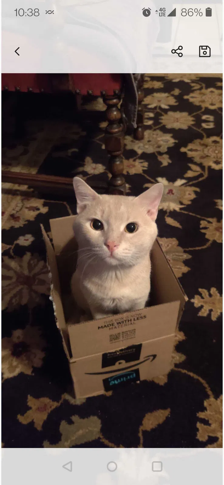 Lost cat in Mesa, AZ, 85204