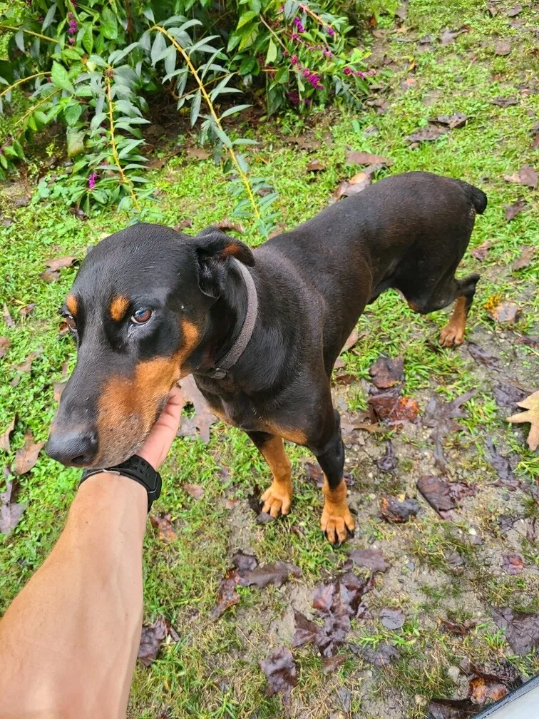 Lost dog in Winder, GA, 30680