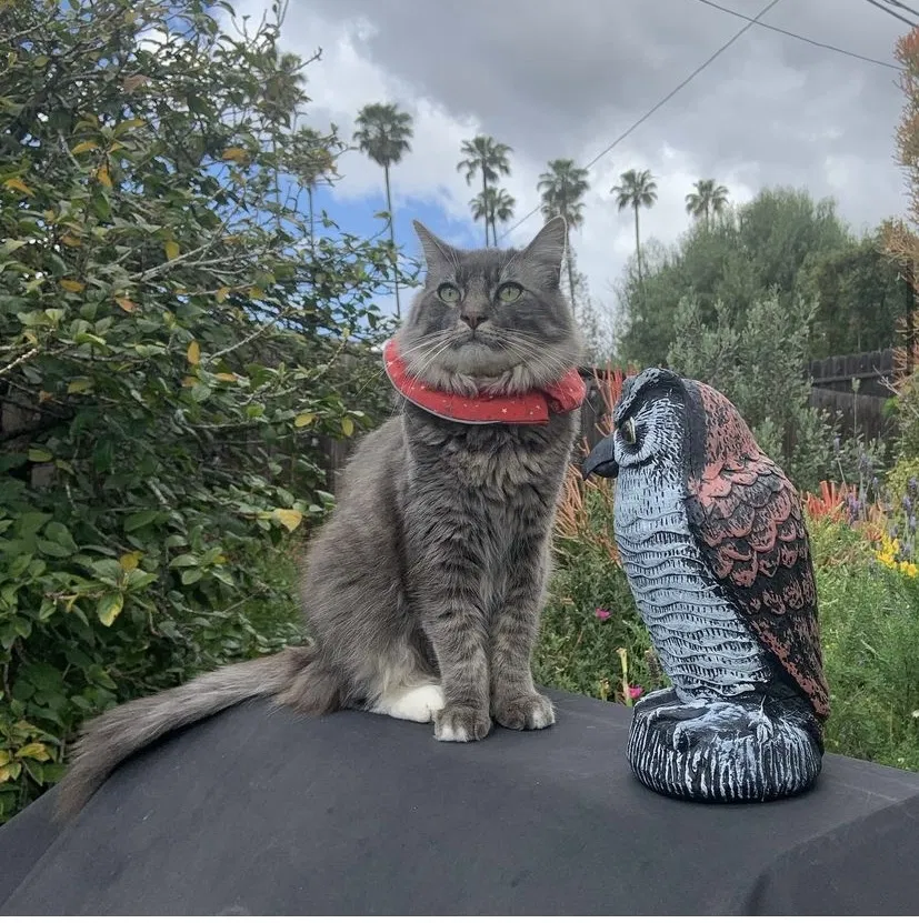 Lost cat in Los Angeles, CA, 90041