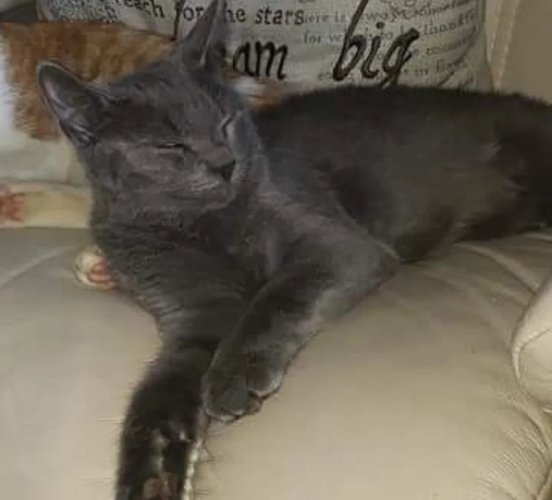 Lost cat in Knoxville, TN, 37918