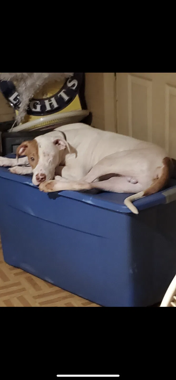 Lost dog in Rosedale, MD, 21237