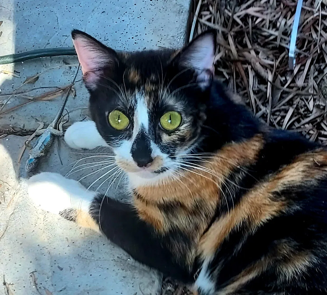 Lost cat in San Diego, CA, 92115