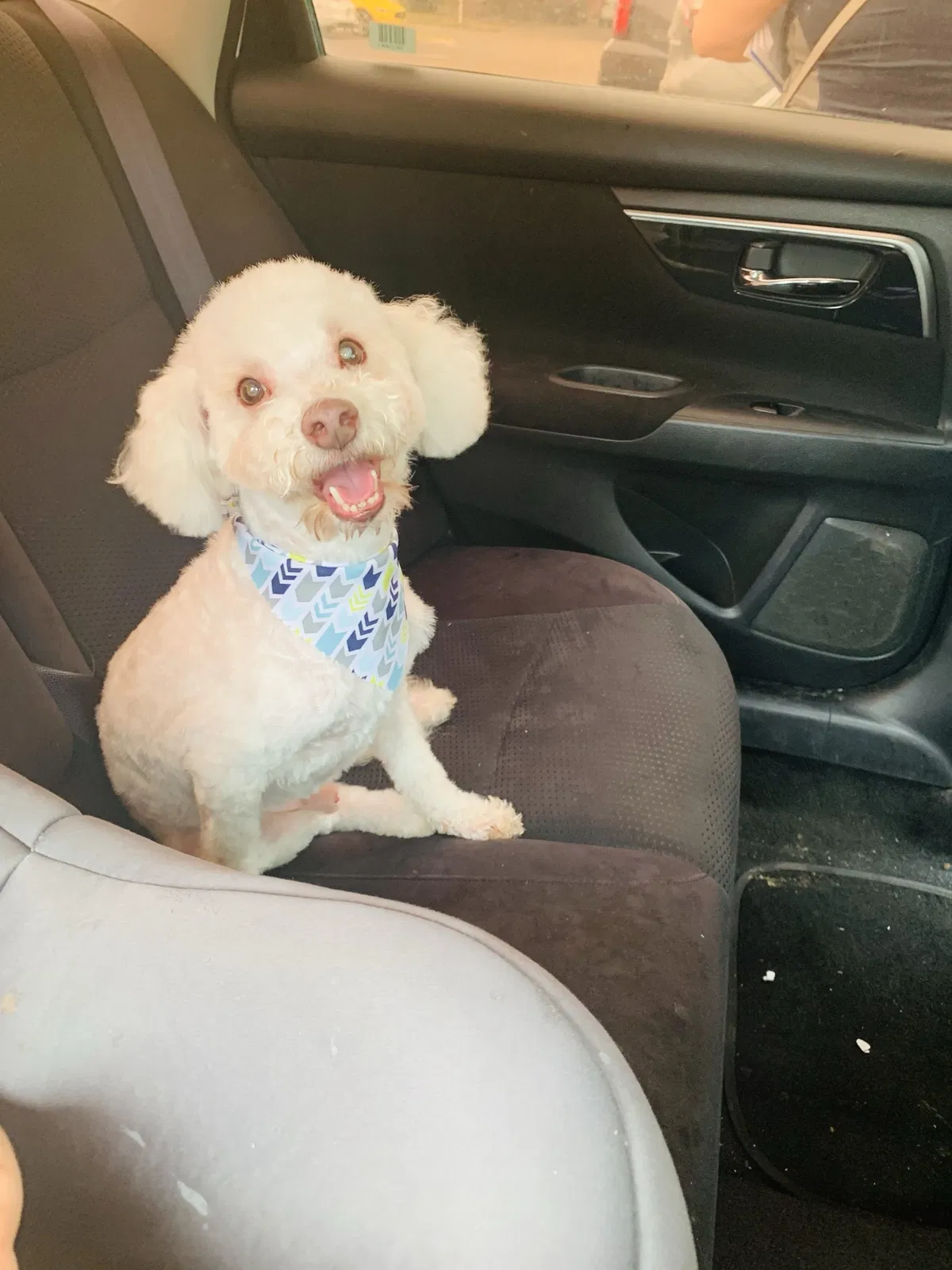 Lost dog in Mission, TX, 78572
