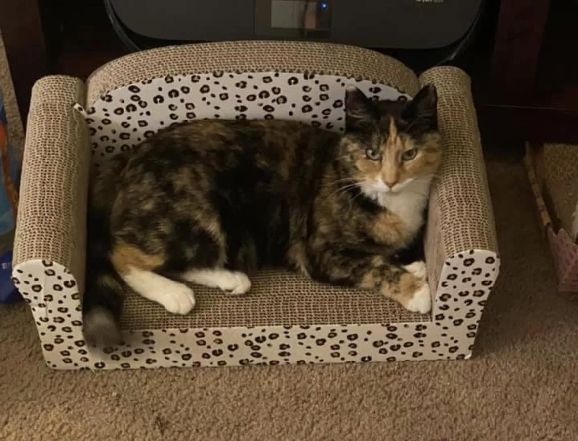 Lost cat in Mesa, AZ, 85210