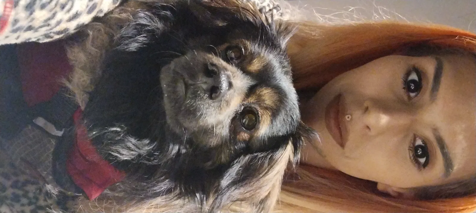 Lost dog in Sun Valley, CA, 91352