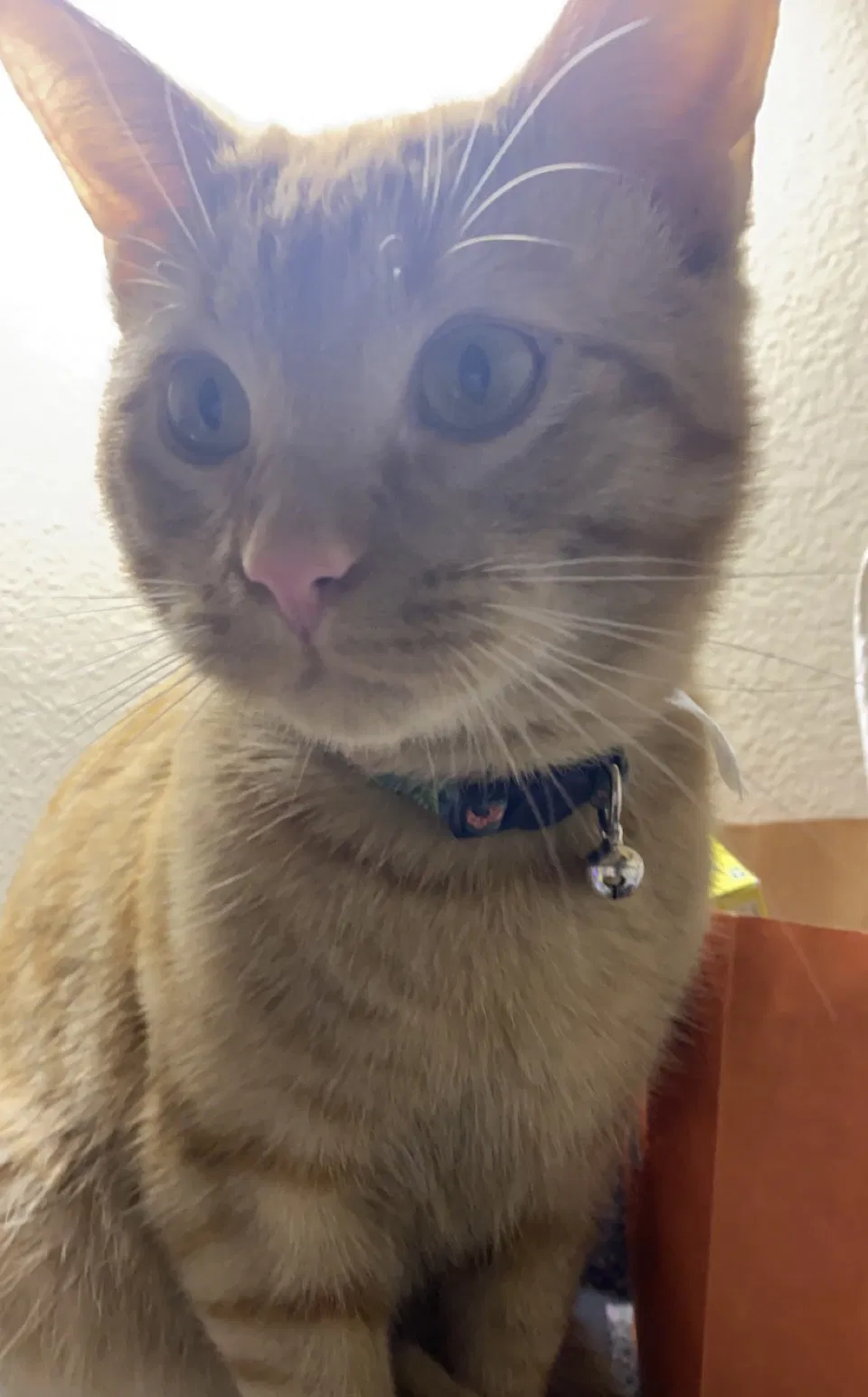 Lost cat in Overland Park, KS, 66213