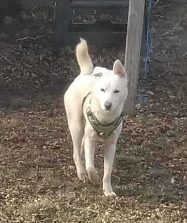 Lost dog in West Des Moines, IA, 50265