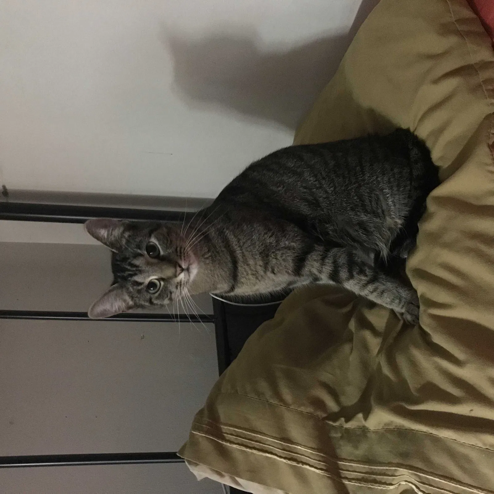 Lost cat in Indianapolis, IN, 46217