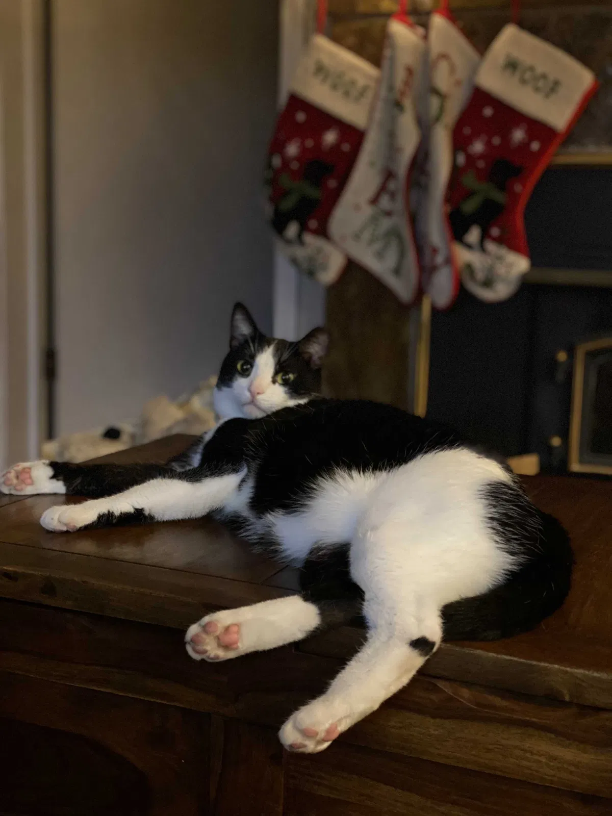 Lost cat in Boulder Creek, CA, 95006