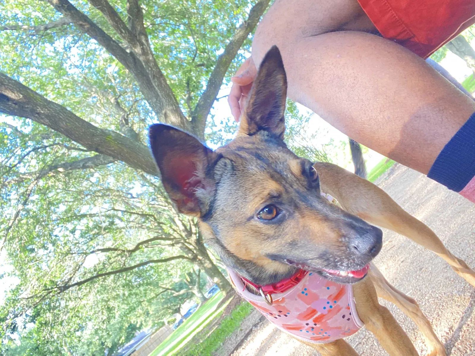 Lost dog in Houston, TX, 77083