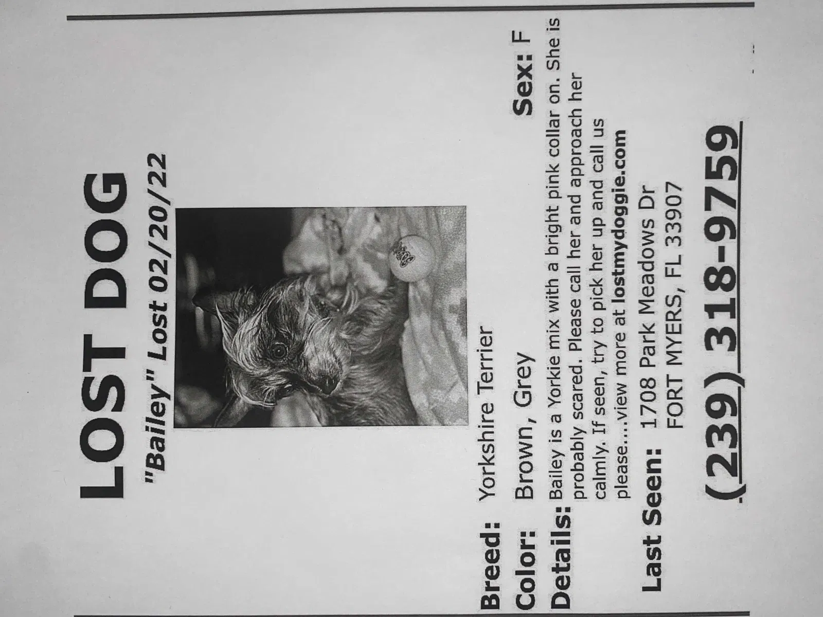 Lost dog in Fort Myers, FL, 33907