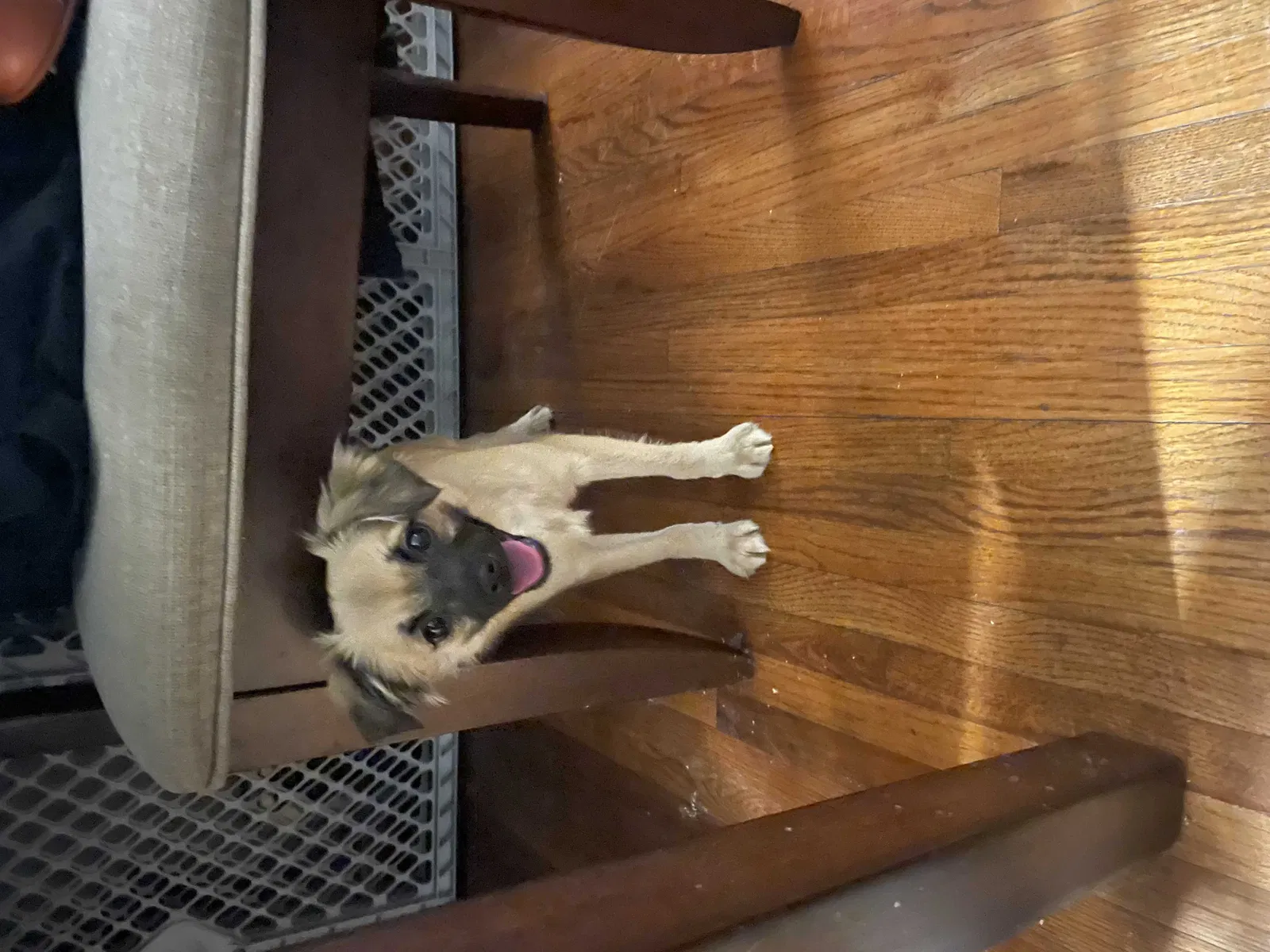 Lost dog in Wichita, KS, 67218