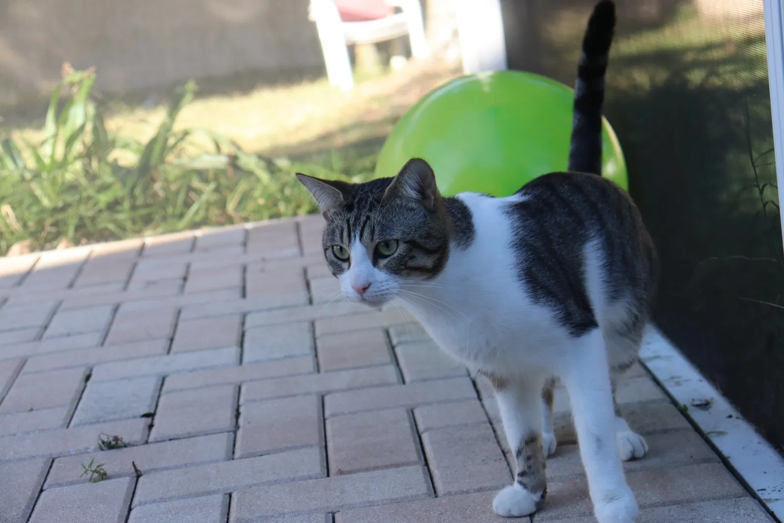 Lost cat in Brandon, FL, 33511