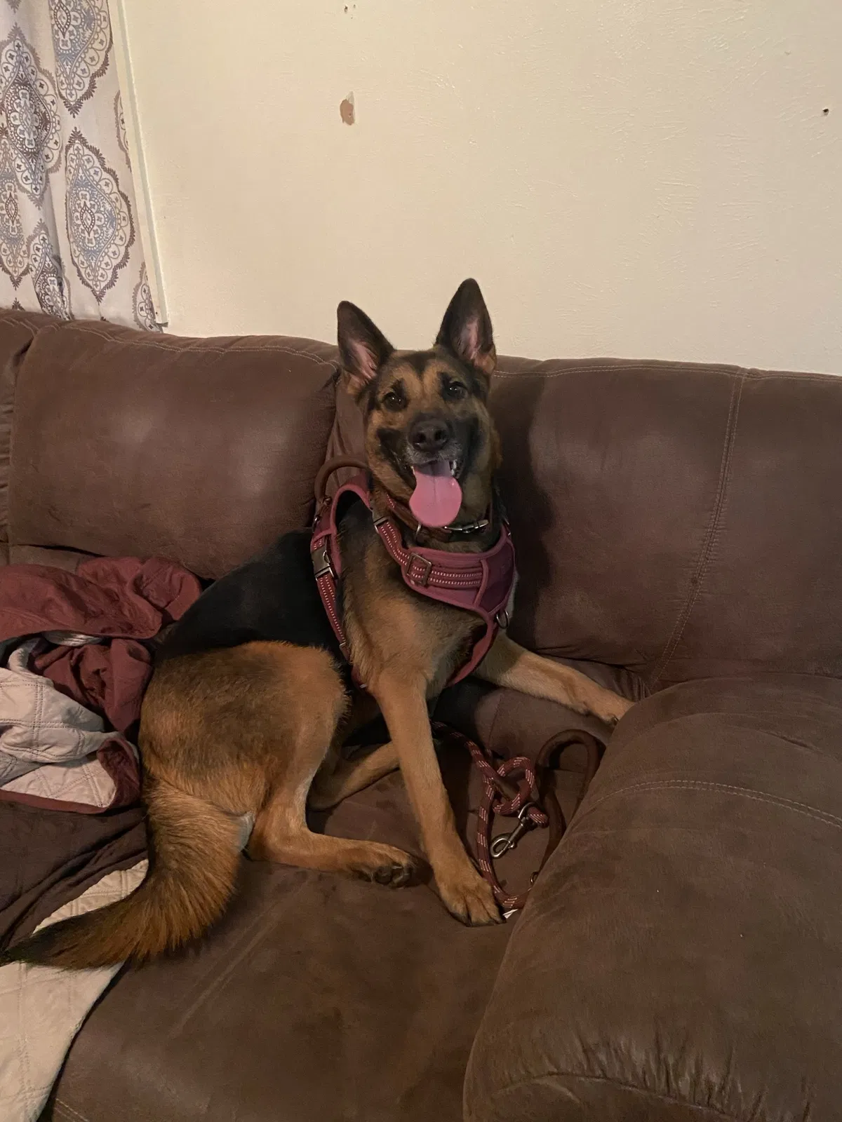 Lost dog in New Iberia, LA, 70563