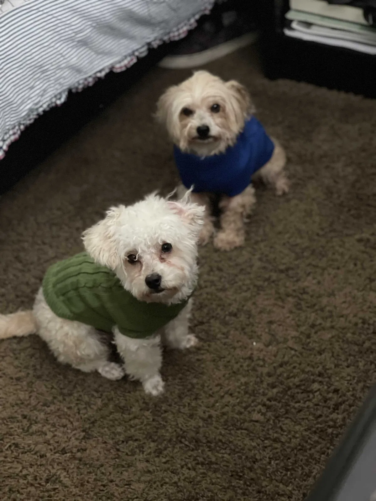 Lost dog in Bakersfield, CA, 93306