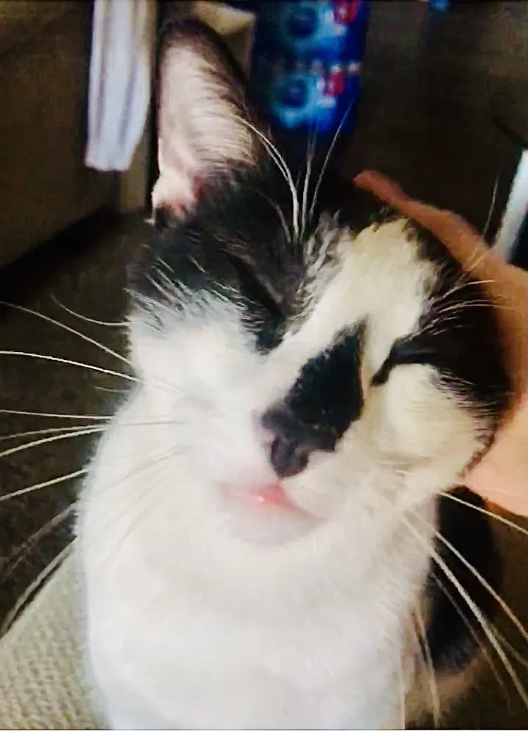 Lost cat in Fort Worth, TX, 76102