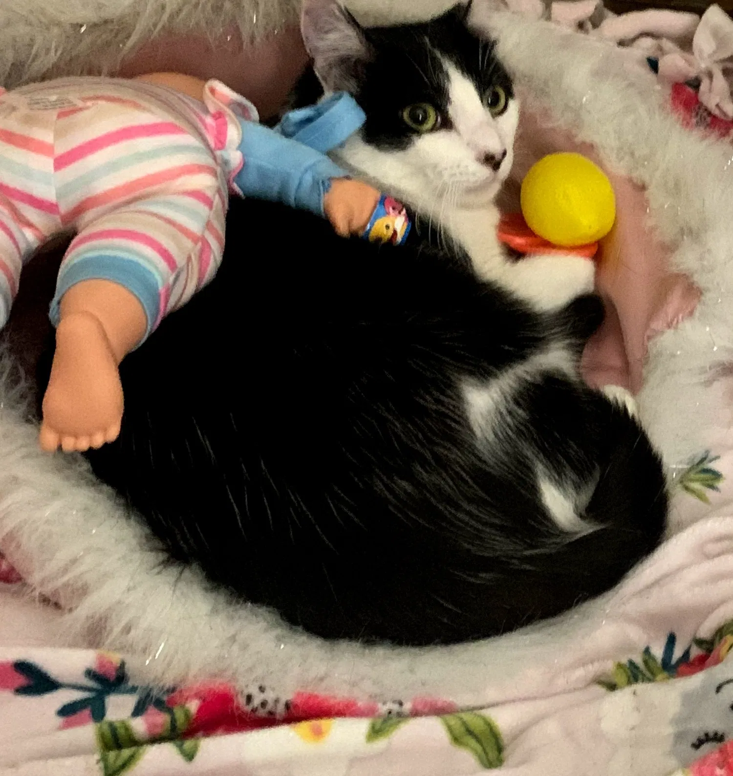 Lost cat in Laguna Niguel, CA, 92677