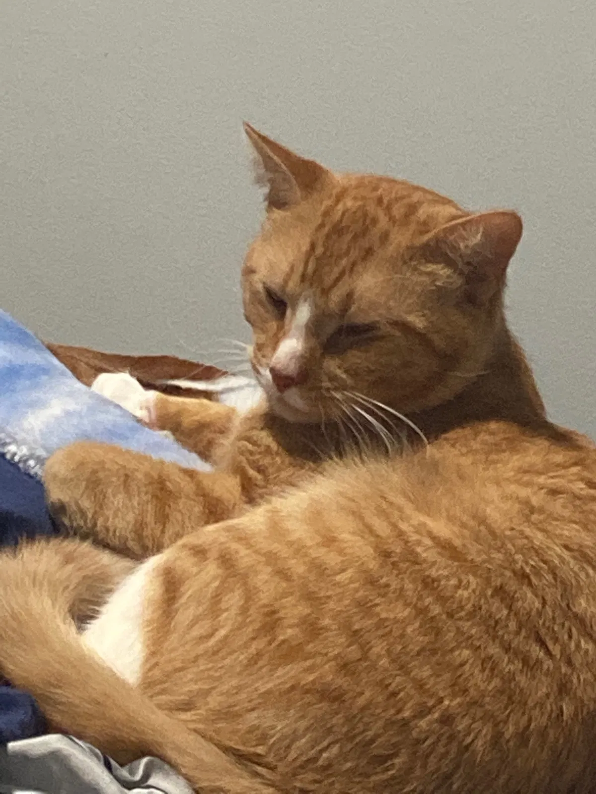 Lost cat in Eden, NC, 27288
