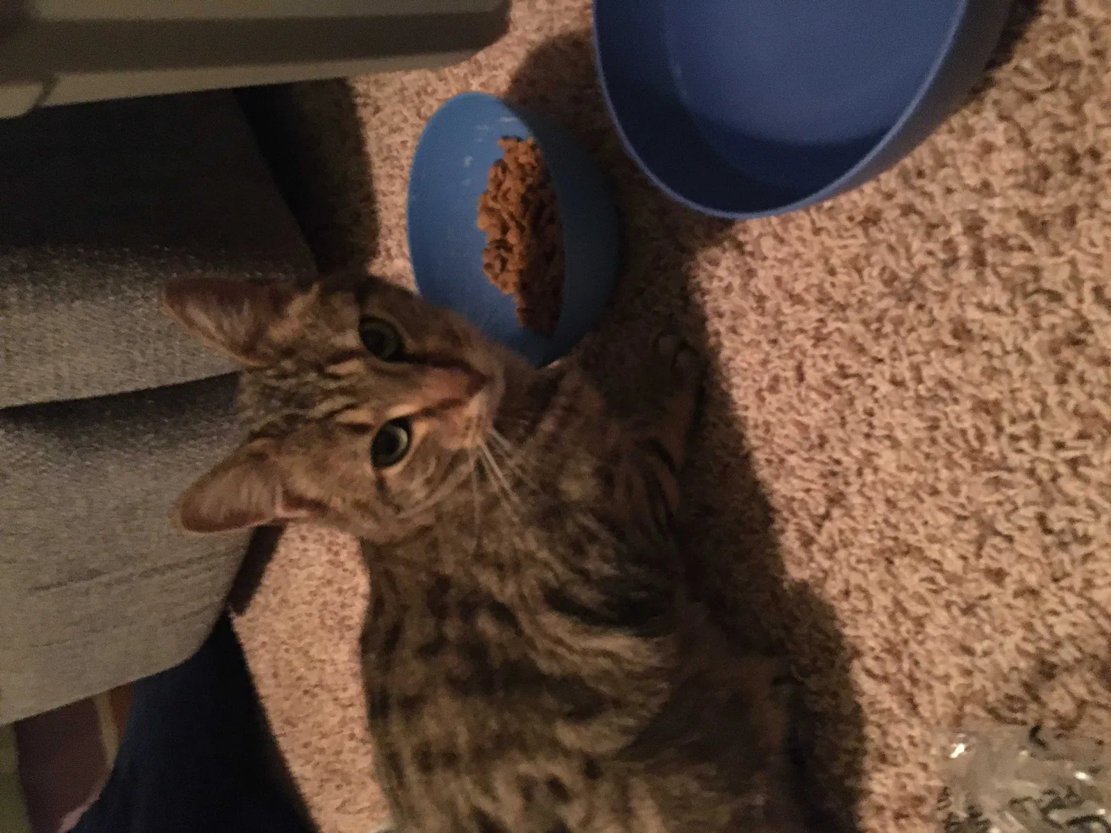 Found cat in Andover, MN, 55304