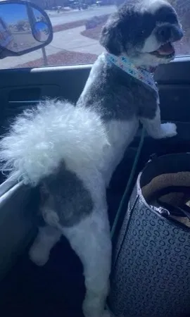 Lost dog in El Paso, TX, 79928