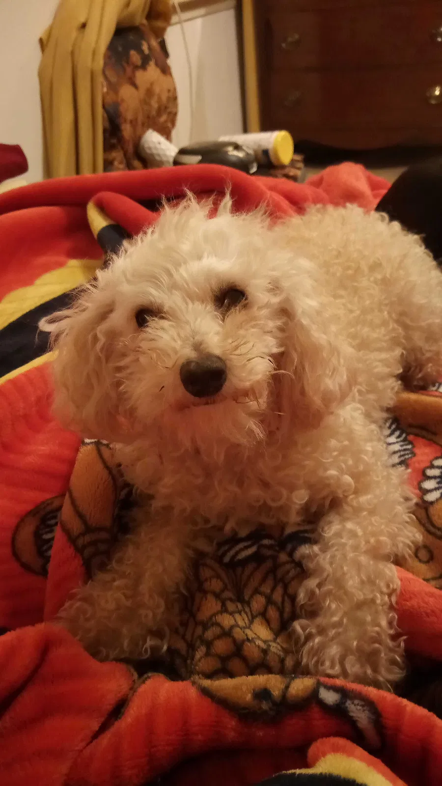 Lost dog in Killeen, TX, 76541