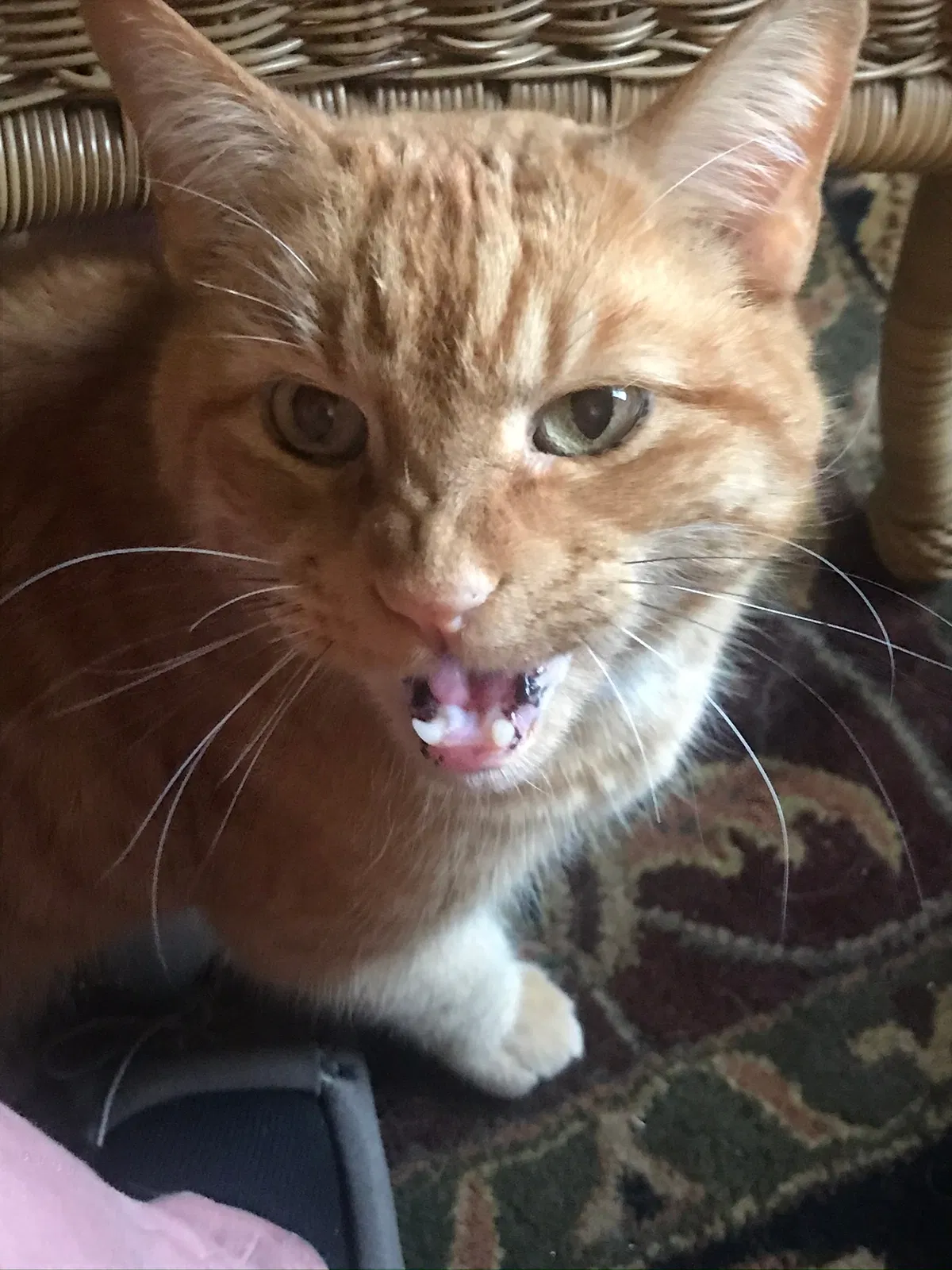 Lost cat in Spirit Lake, ID, 83869