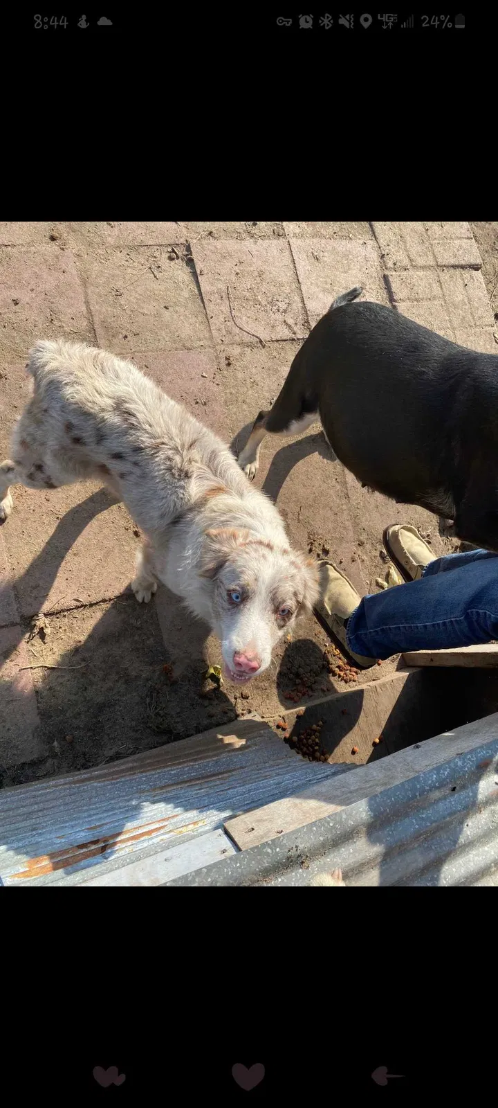 Lost dog in Mulga, AL, 35118