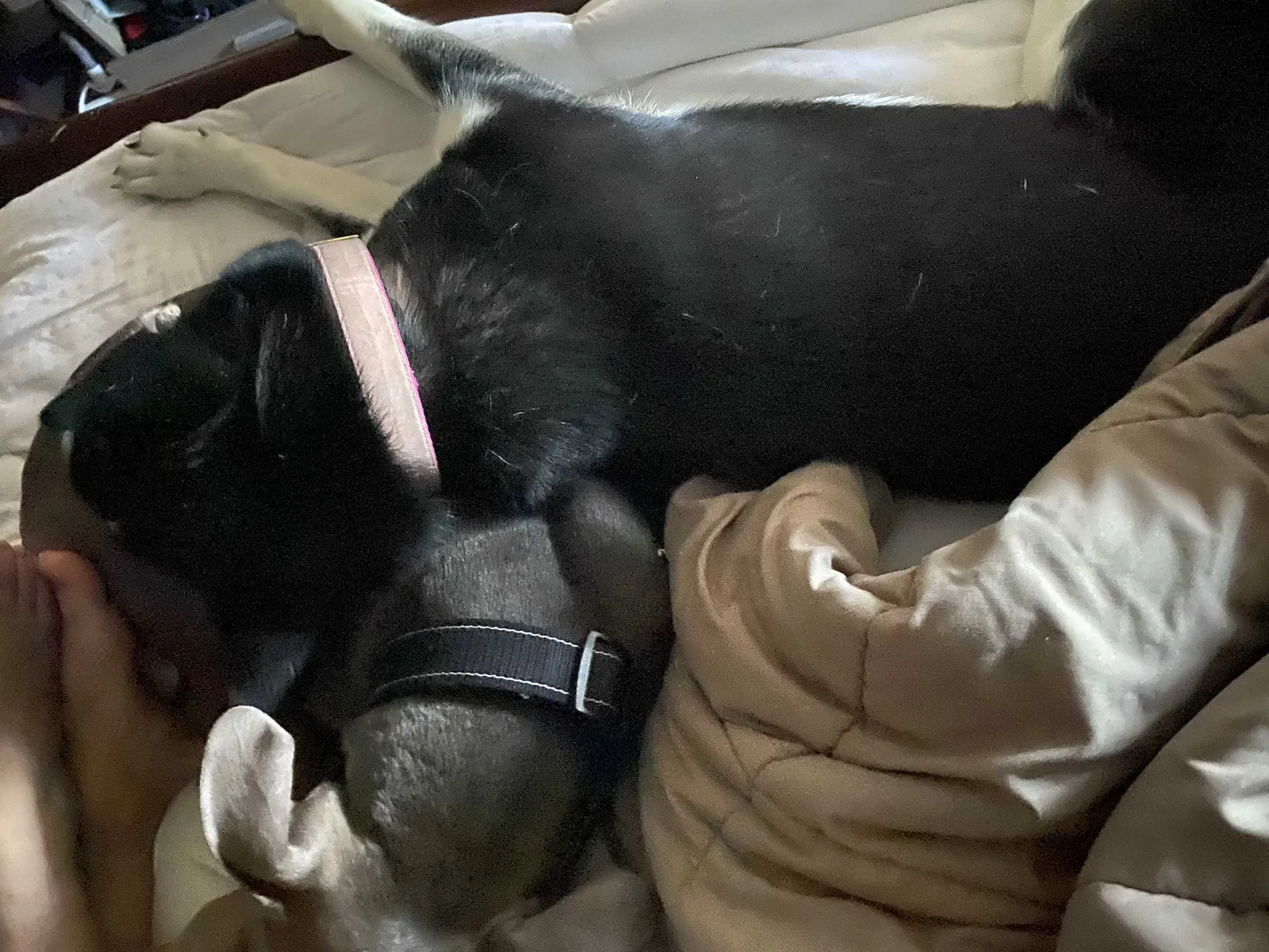 Lost dog in Las Vegas, NV, 89121