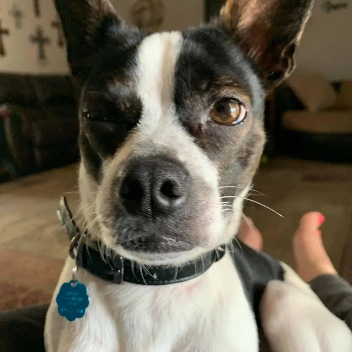 Lost dog in Cleburne, TX, 76033