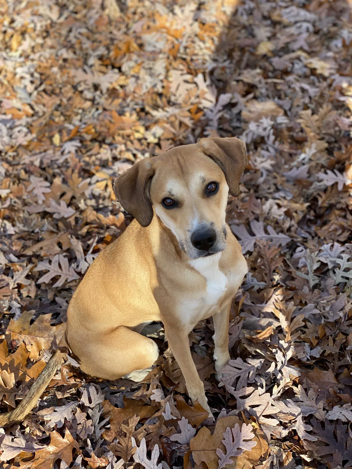 Lost dog in Winston Salem, NC, 27107