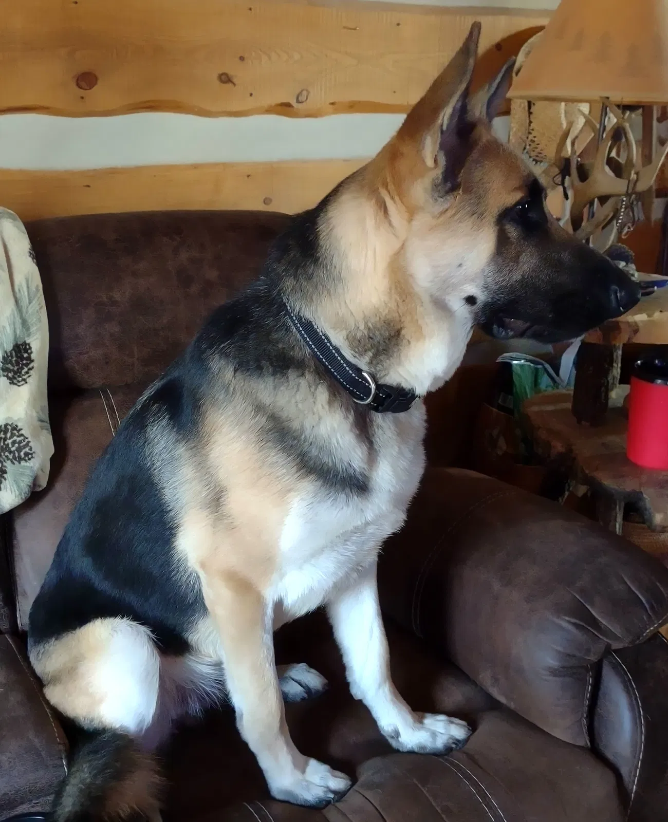 Lost dog in Freetown, IN, 47235