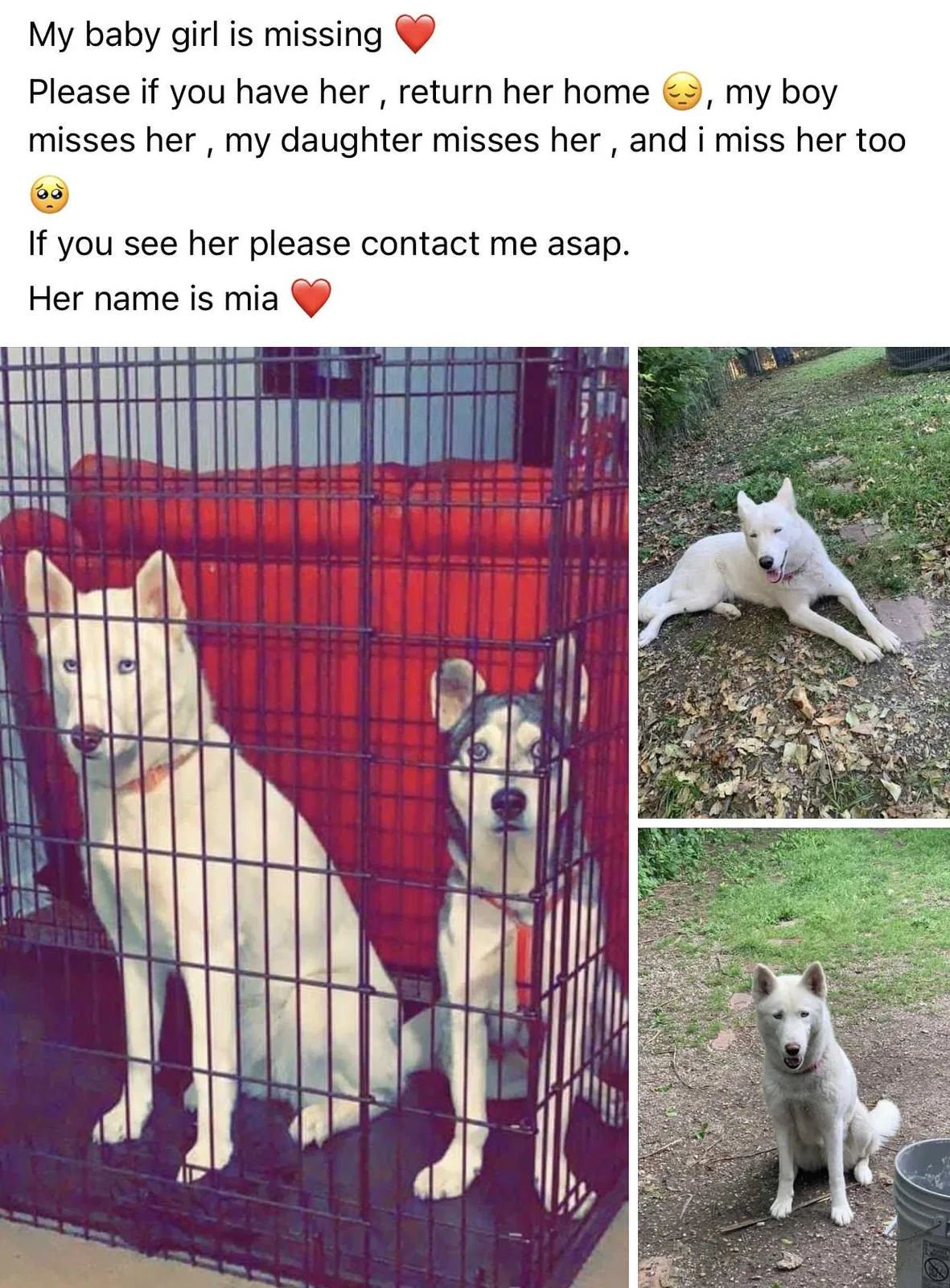 Lost dog in Dallas, TX, 75228