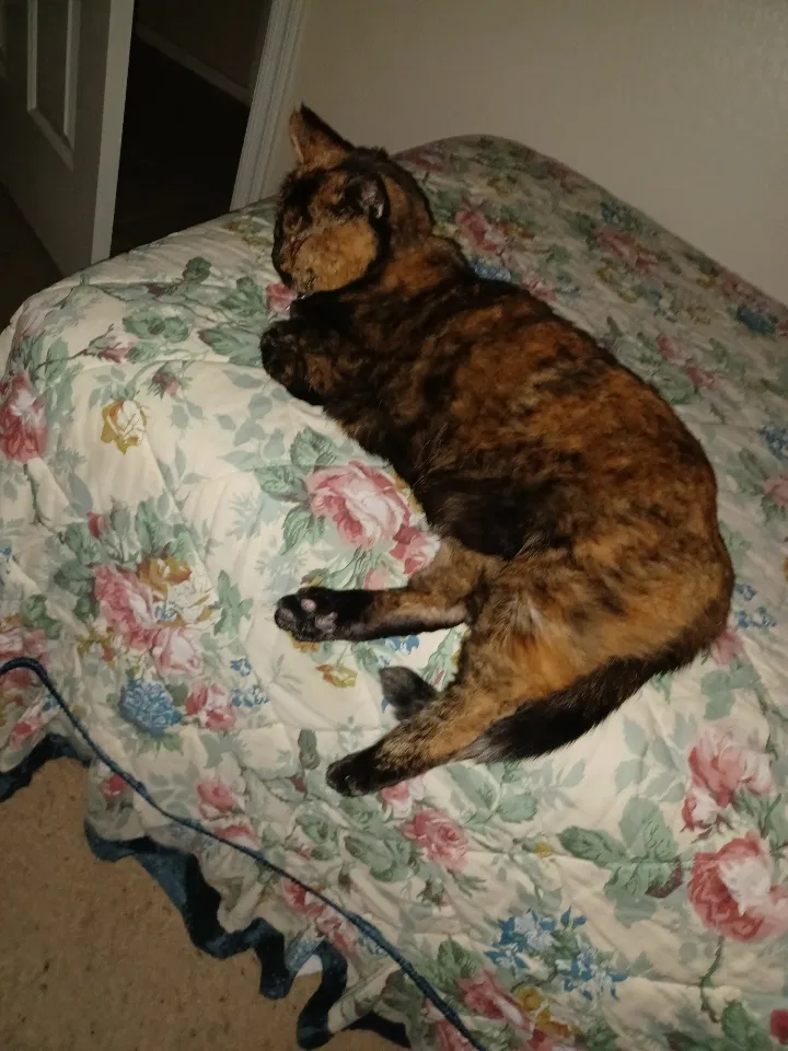 Lost cat in Las Vegas, NV, 89156