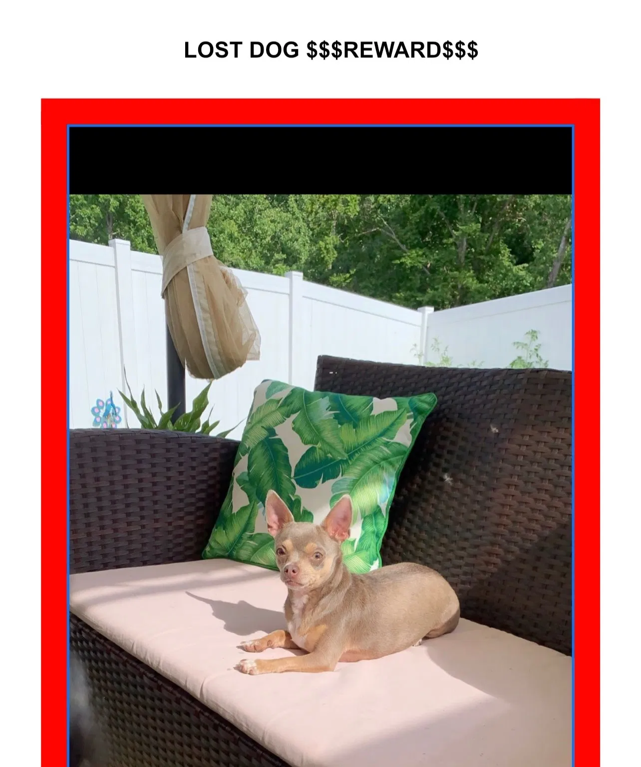 Lost dog in Greensboro, NC, 27405