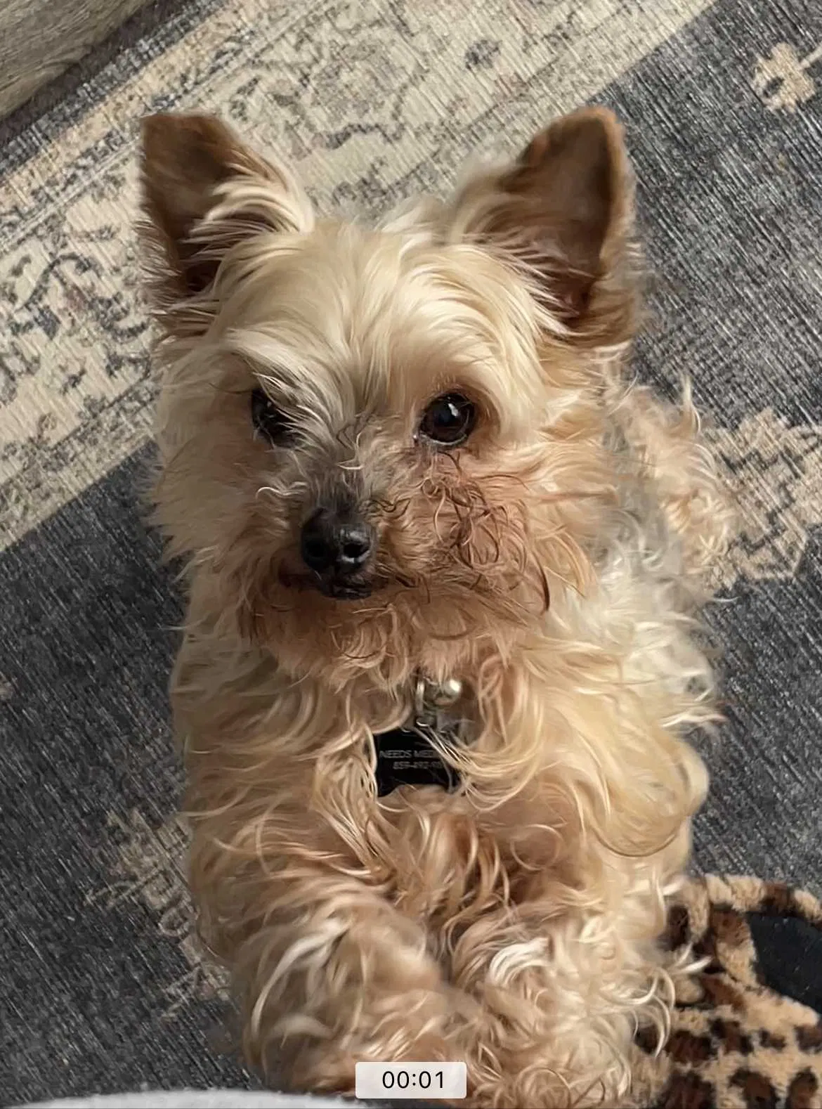 Lost dog in Lexington, KY, 40505
