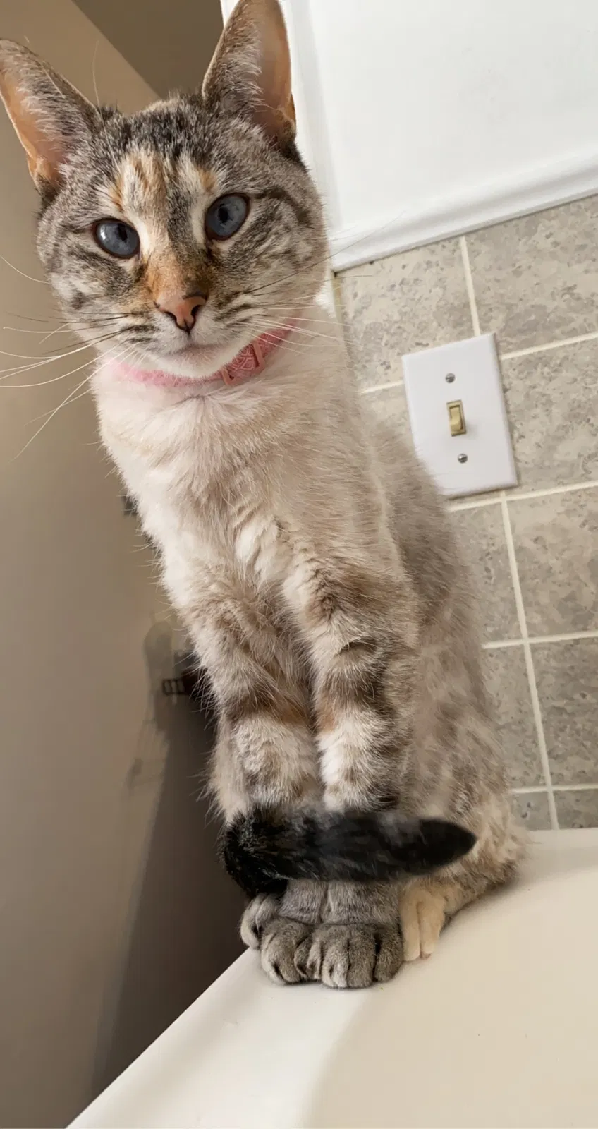Lost cat in Kansas City, MO, 64151