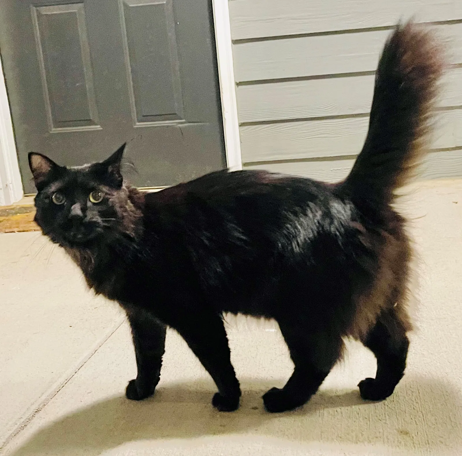 Lost cat in Atlanta, GA, 30306