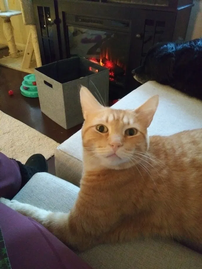 Lost cat in Keller, TX, 76244