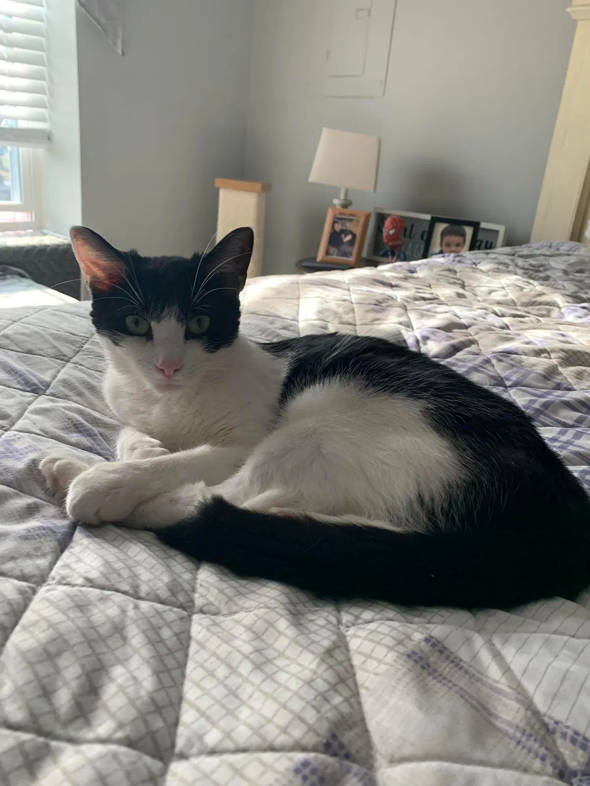 Lost cat in Sewell, NJ, 8080