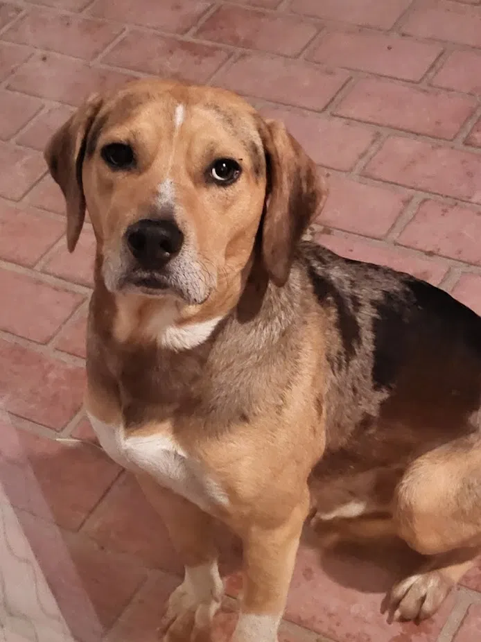 Found dog in Perryville, MO, 63775
