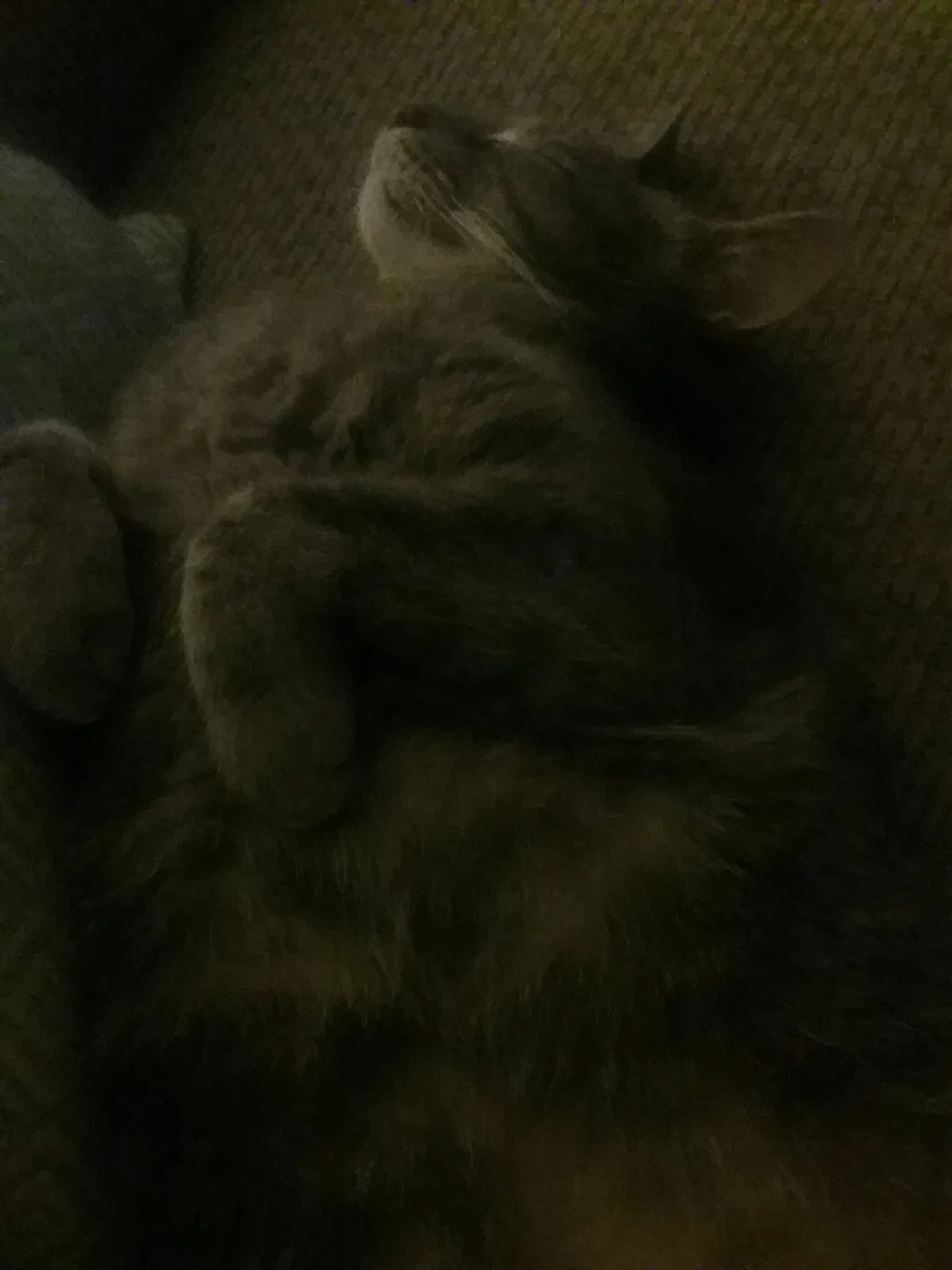 Lost cat in Killeen, TX, 76549