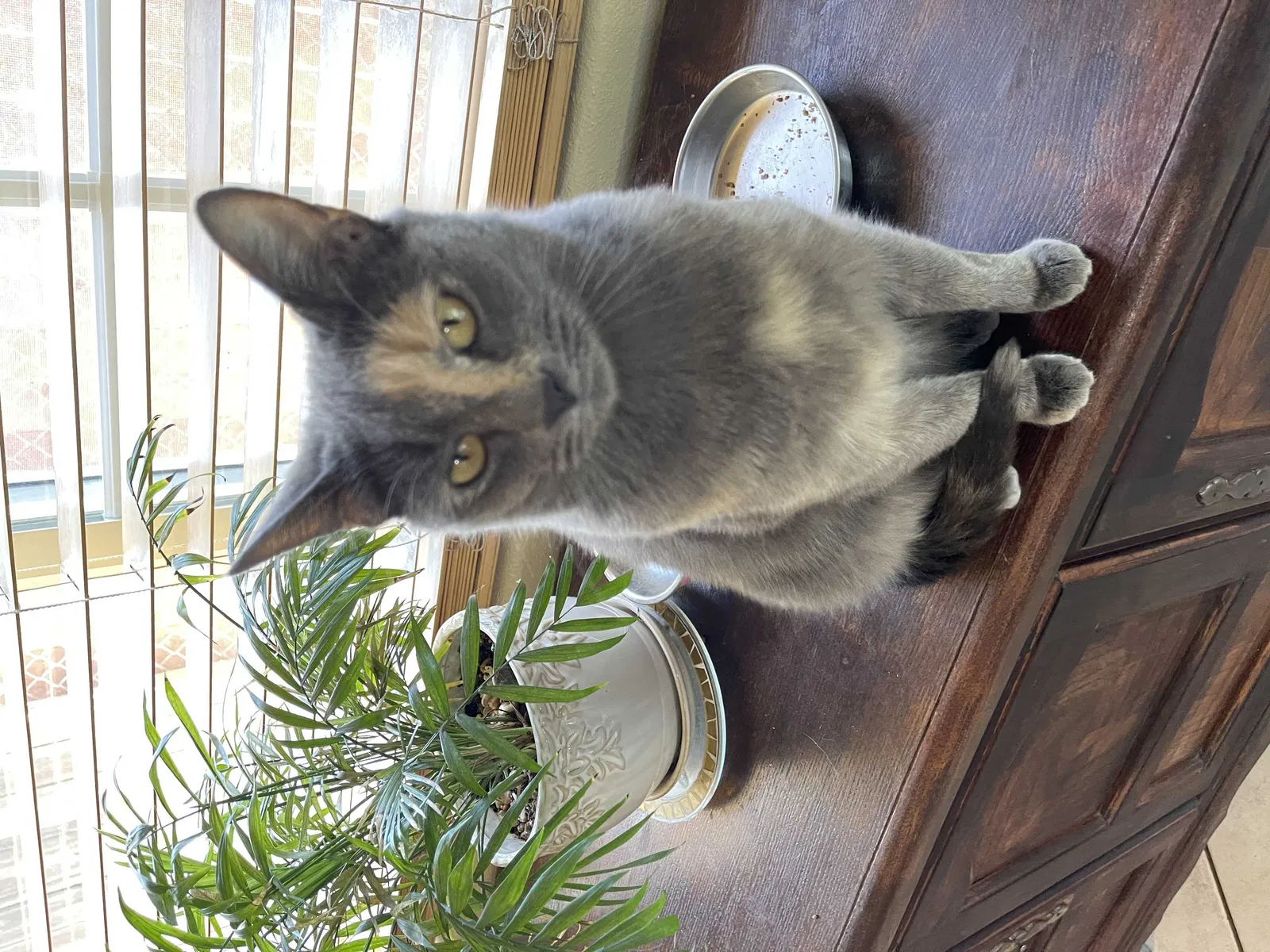 Lost cat in Covina, CA, 91722
