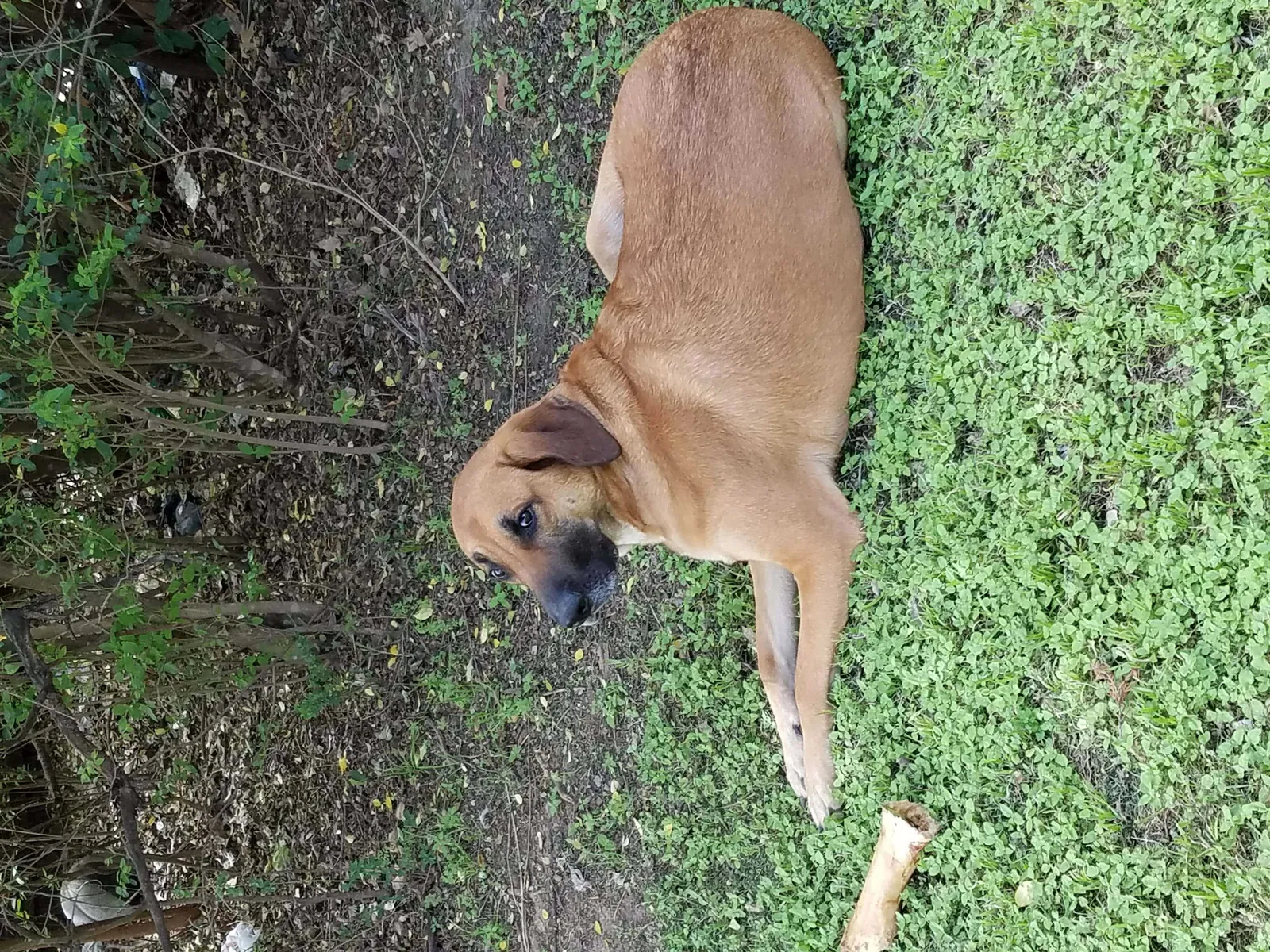 Lost dog in Azle, TX, 76020