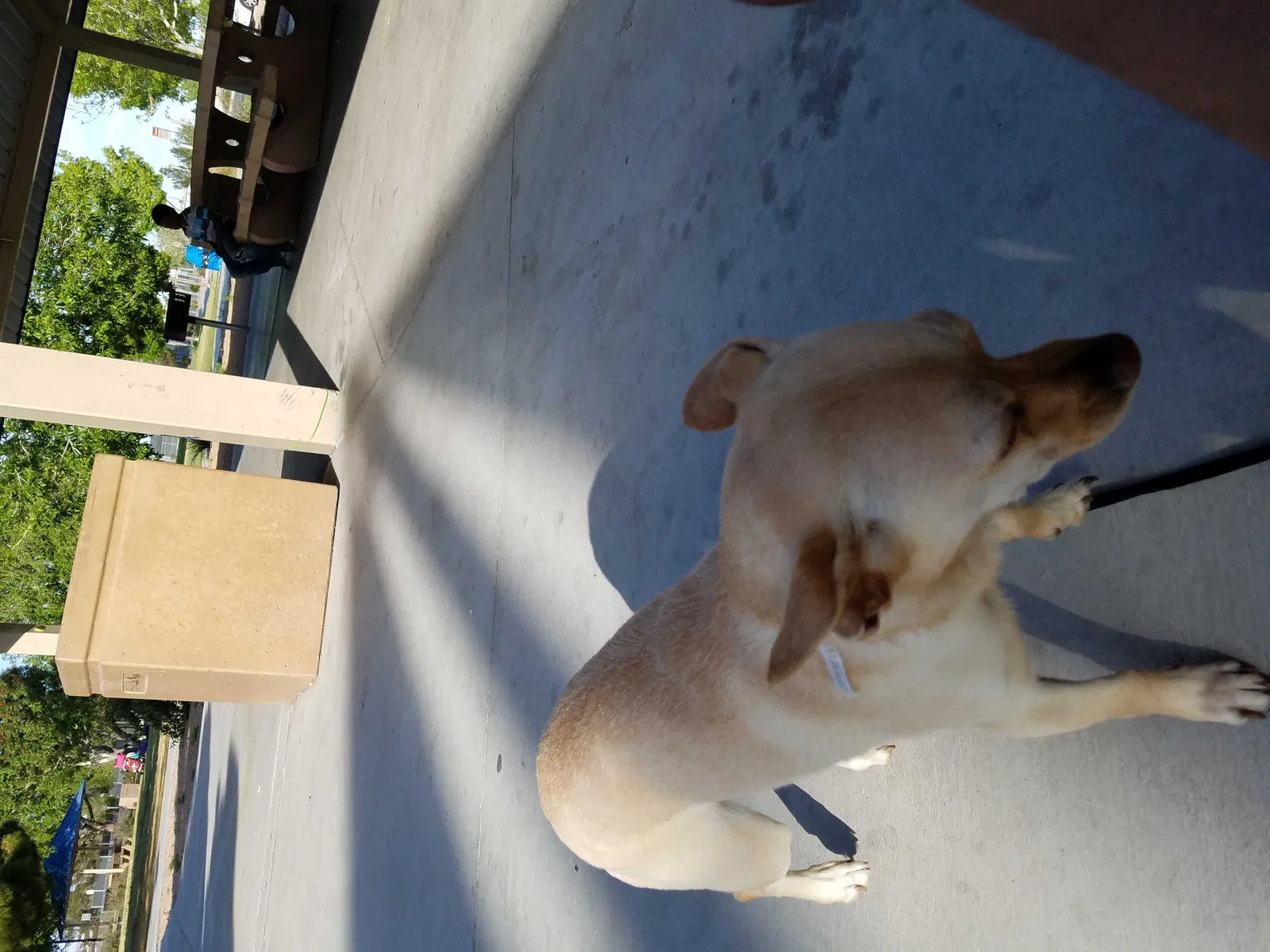 Lost dog in Las Vegas, NV, 89106