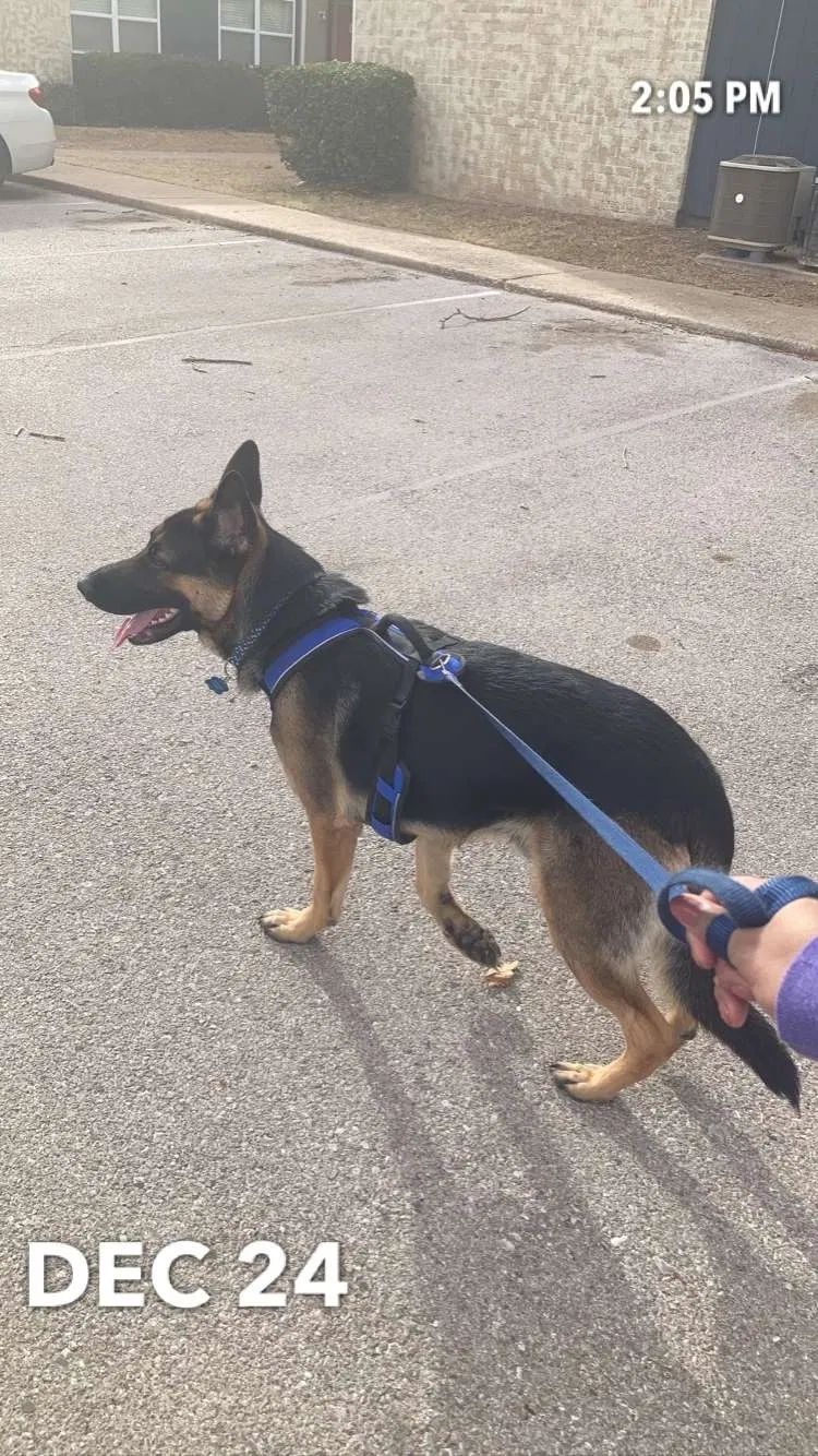 Lost dog in Norman, OK, 73069